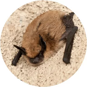 California myotis