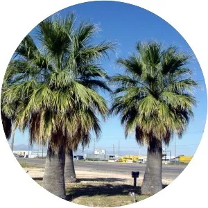 California palm