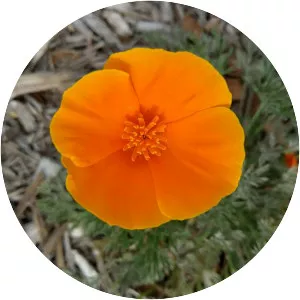 California poppy - Plants