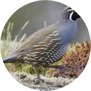 California quail