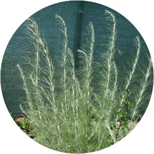 California sagebrush