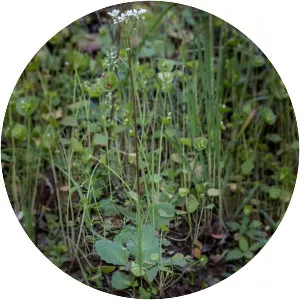 California saxifrage - 