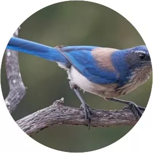 California scrub jay