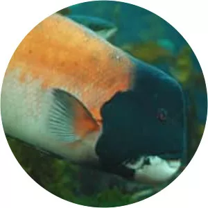 California sheephead