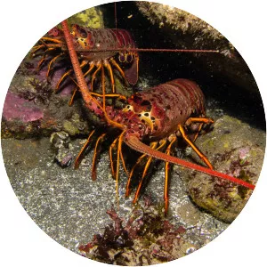 California spiny lobster