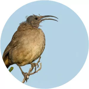 California thrasher - Bird