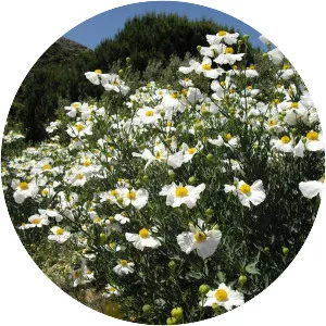 California tree poppy - Plants