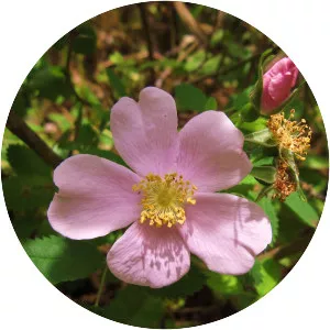California Wild rose - Plants