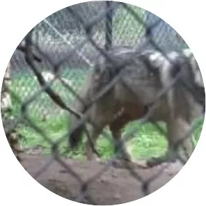 California Wolf Center - 
