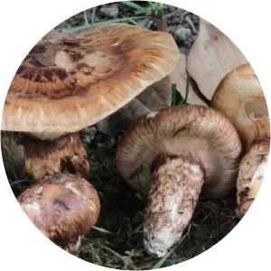 Caligatum - Musical artist