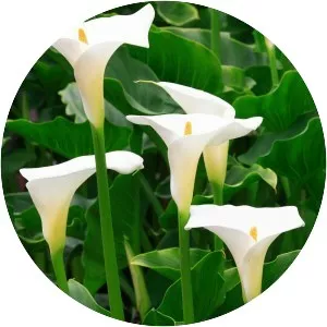 Calla lily