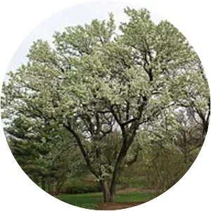 Callery pear