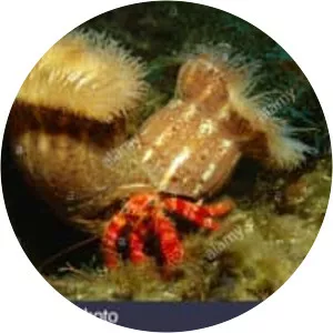 Calliactis parasitica