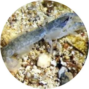 Callianassa subterranea