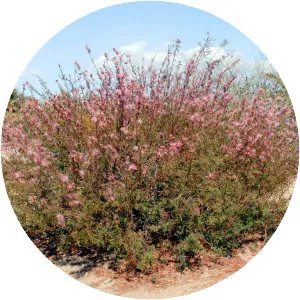 Calliandra eriophylla