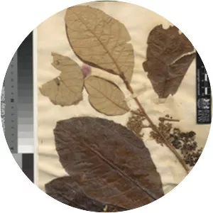 Callicarpa arborea - 