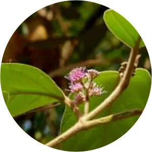 Callicarpa macrophylla - Plants