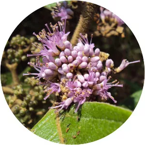 Callicarpa tomentosa