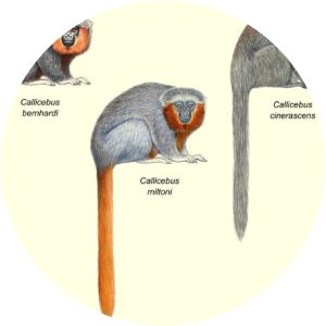 Callicebus