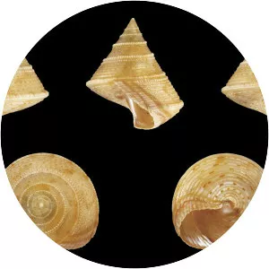 Calliostoma granulatum