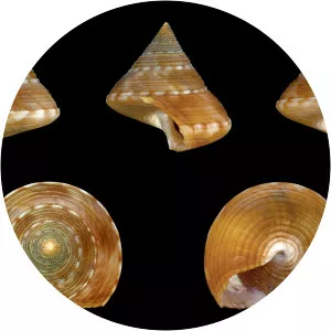 Calliostoma zizyphinum