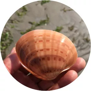 Callista chione photograph