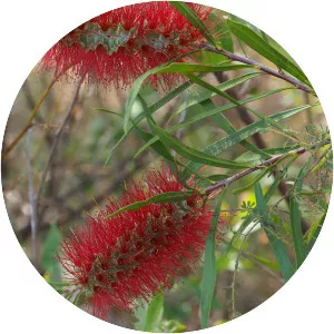 Callistemon linearifolius - 
