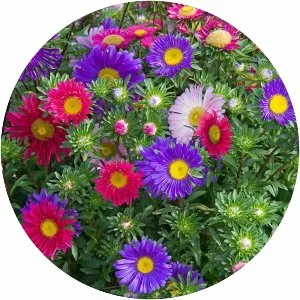 Callistephus chinensis