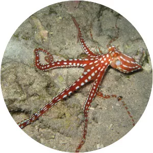Callistoctopus macropus