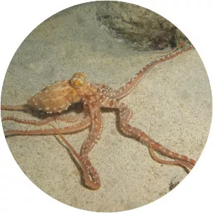 Callistoctopus ornatus