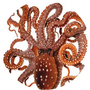 Callistoctopus