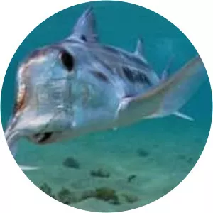 Callorhinchus callorynchus