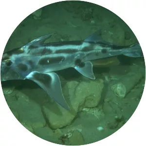 Callorhinchus - Fish