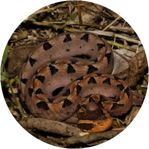 Calloselasma rhodostoma