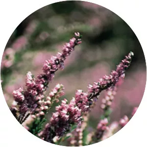 Calluna
