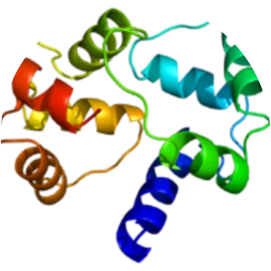 Calmodulin 1