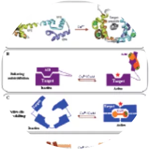 Calmodulin - Protein