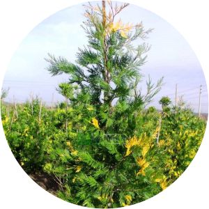 Calocedrus decurrens