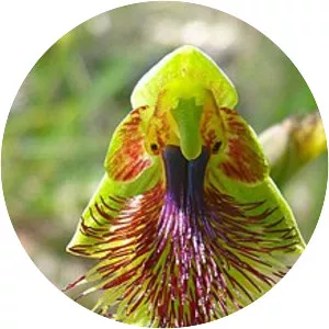 Calochilus campestris