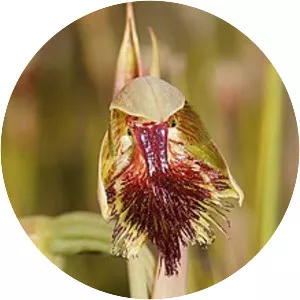 Calochilus herbaceus