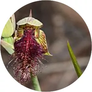 Calochilus stramenicola