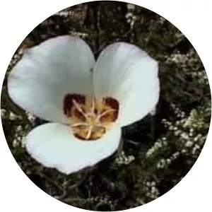Calochortus dunnii - Plants