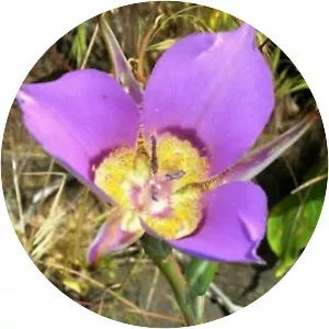Calochortus