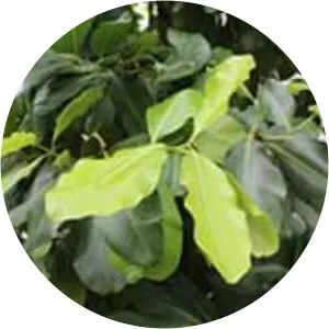 Calophyllum inophyllum