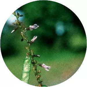 Calopogonium caeruleum