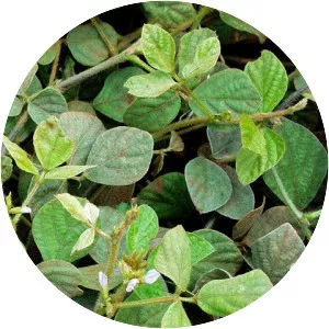 Calopogonium mucunoides - 