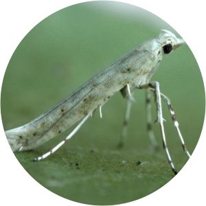 Caloptilia leucapennella - 