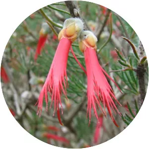 Calothamnus sanguineus - 