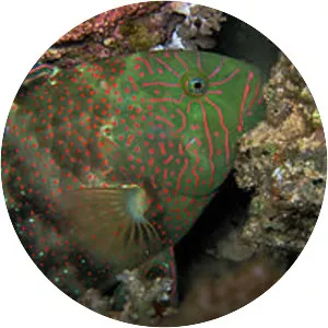 Calotomus viridescens