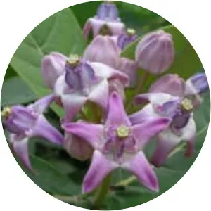 Calotropis